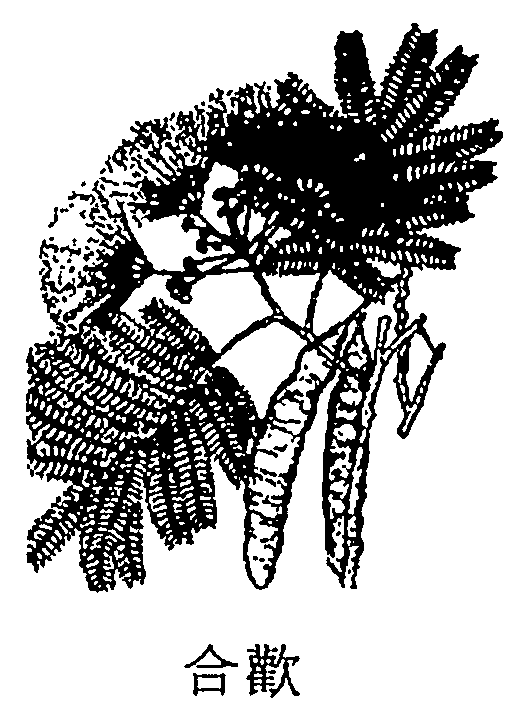 合歡