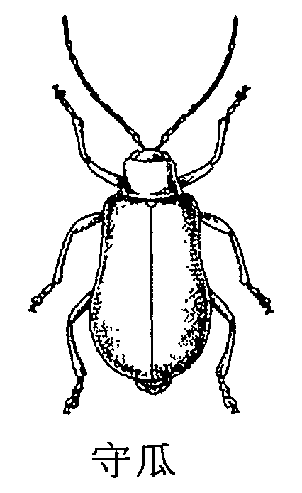 守瓜