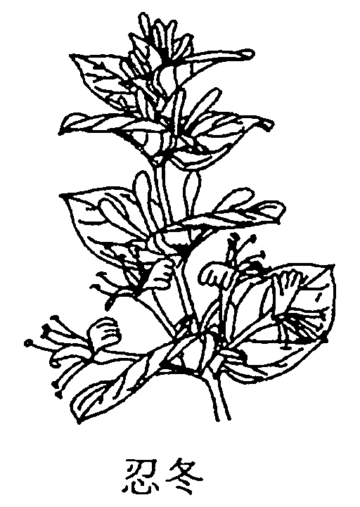 忍冬