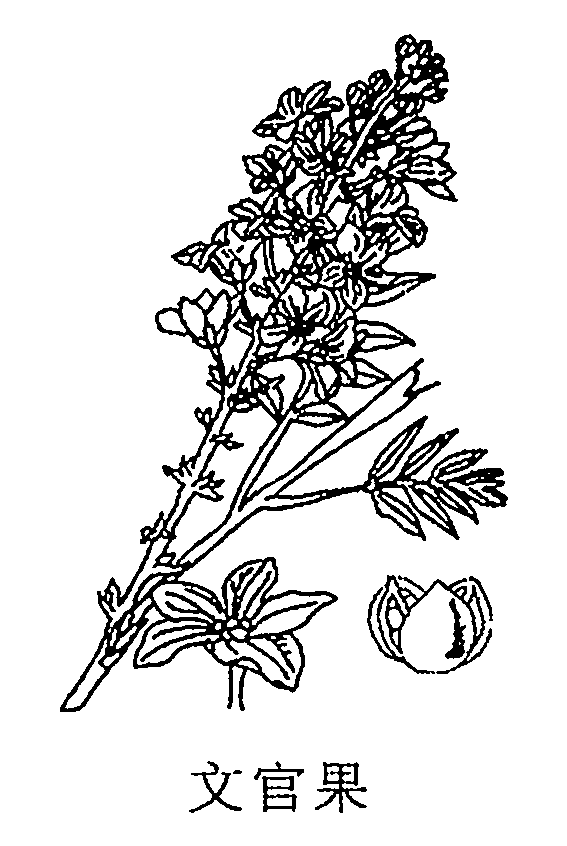 文官果