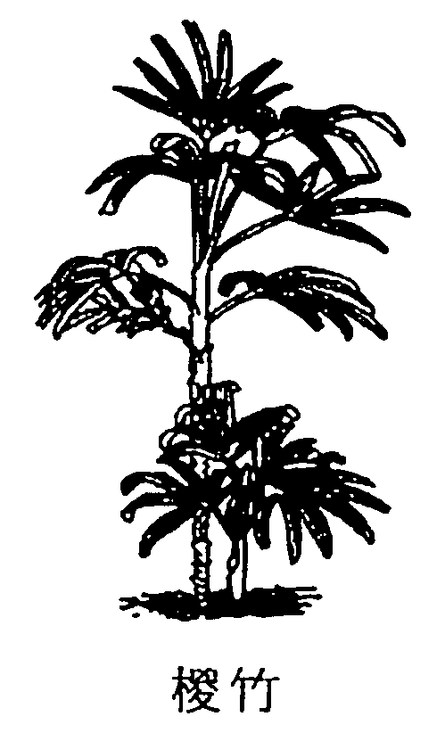 椶竹