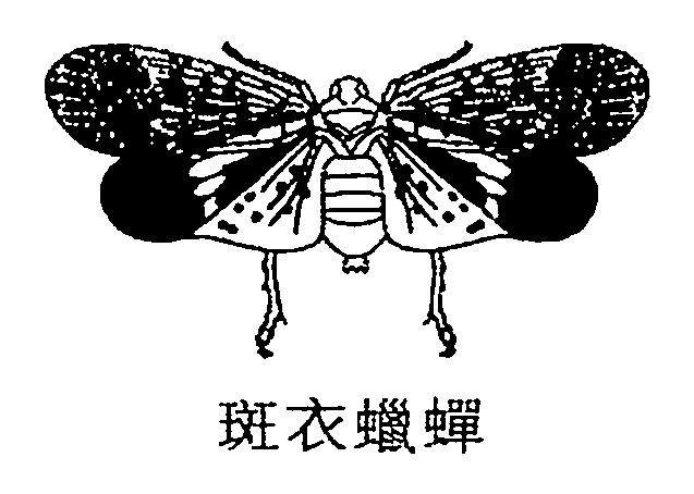 斑衣蠟蟬