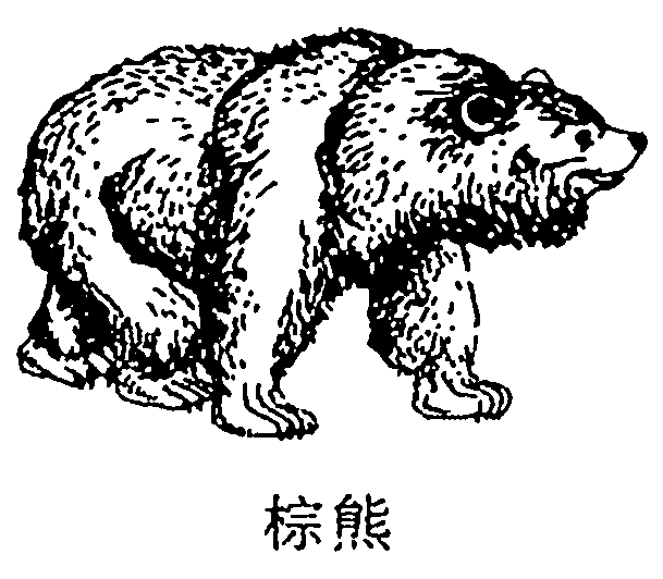 棕熊