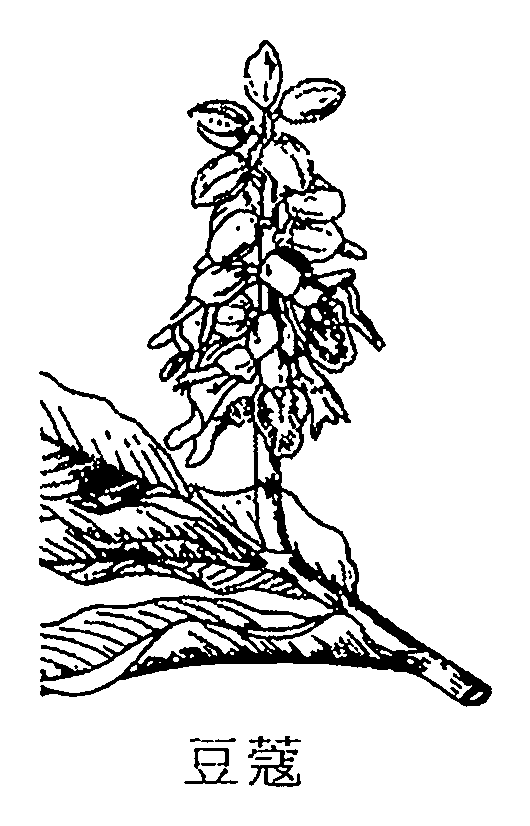 豆蔻