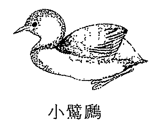 小鷿鷉